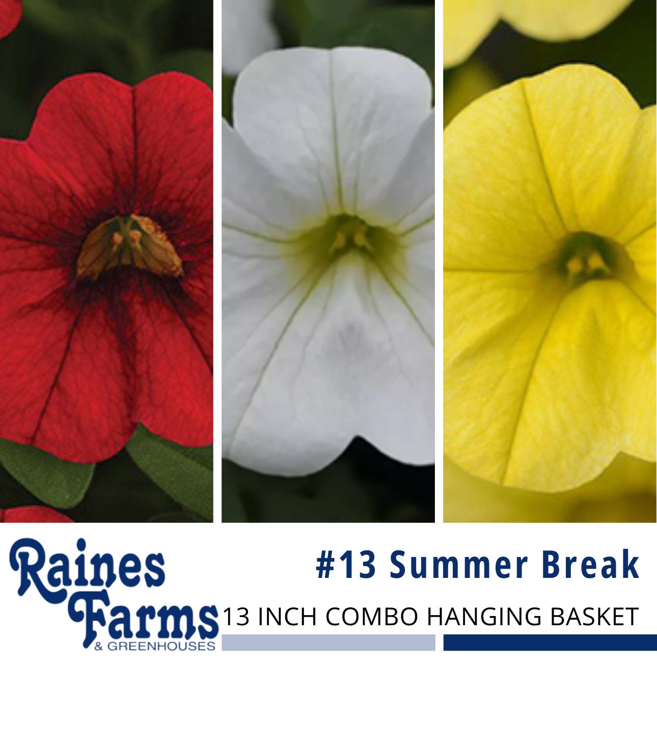 #13: Summer Break 13 Inch Combo Hanging Basket